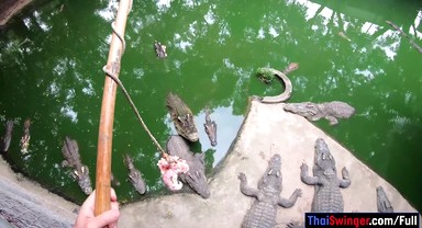 Crocodiles munching and making his amateur Thai GF cum hard